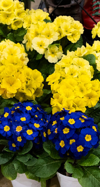 Gardensia Montichiari 2026