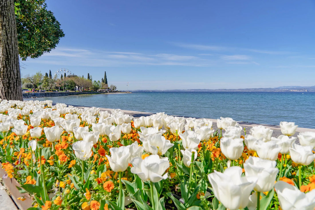 Olivum Bardolino Festa dell'Olio dal 24 al 26 Aprile 2026
